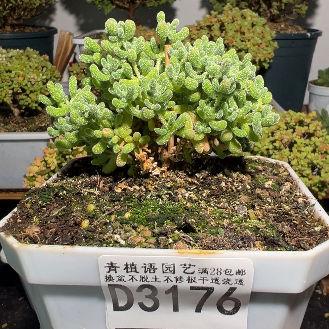 d3176冰晶枝干盆栽