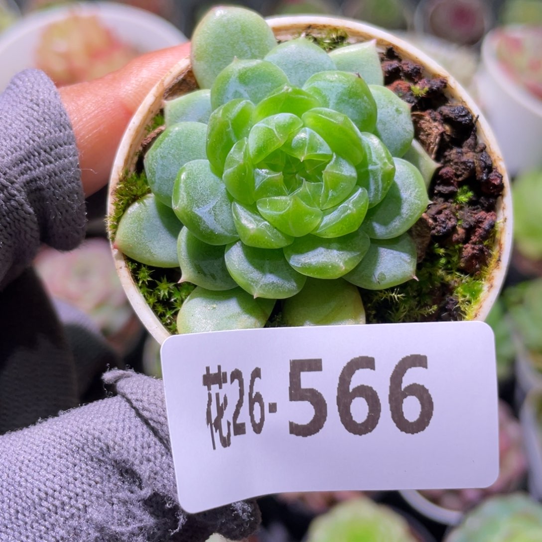 花利美26-566珍妮