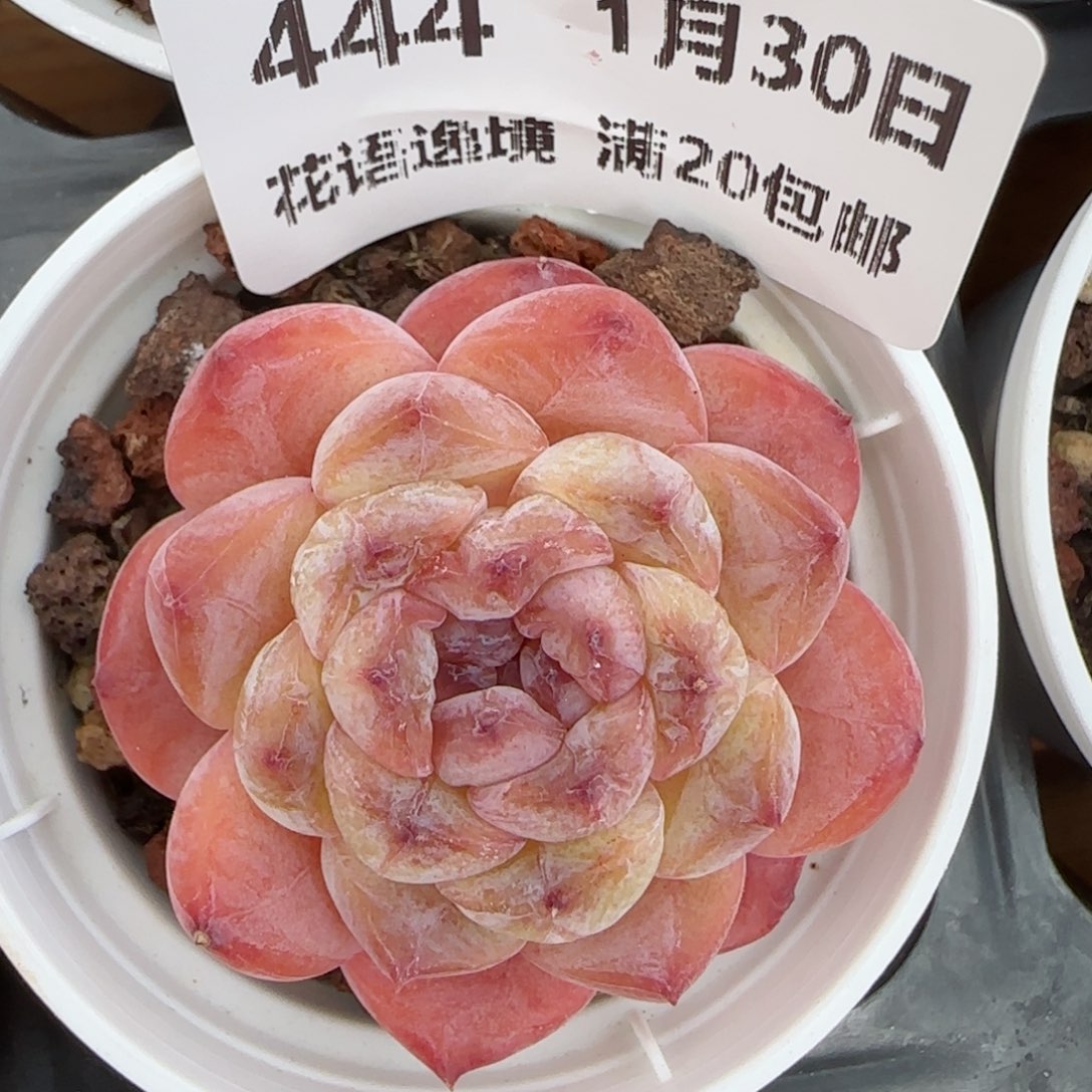 花语逸镜0130-444