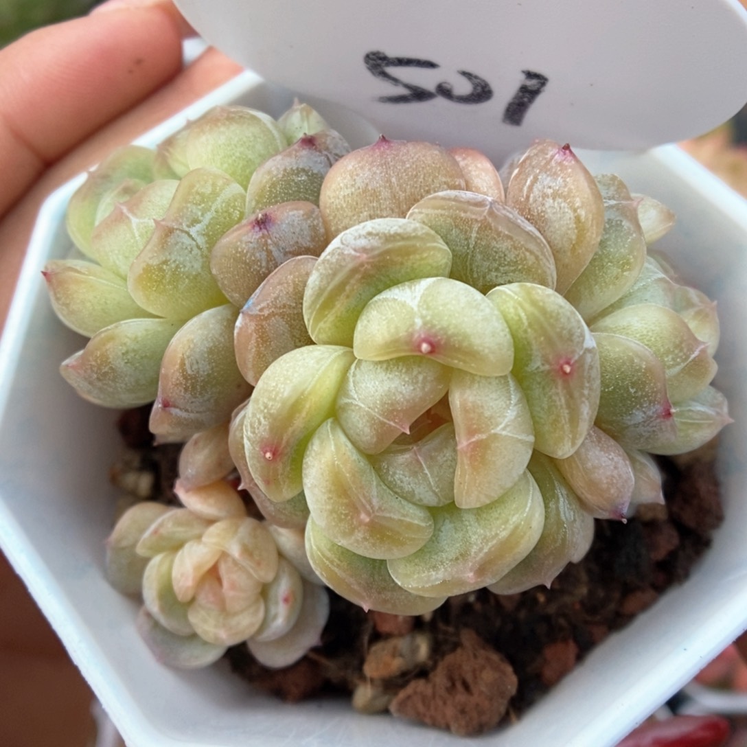白色恋人可拍501号。      