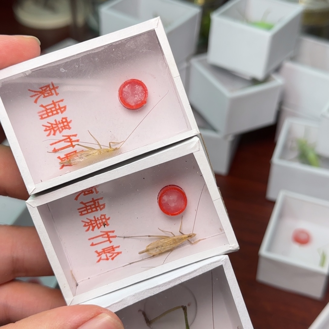 崔***钧蟋蟀2竹蛉1扎嘴      