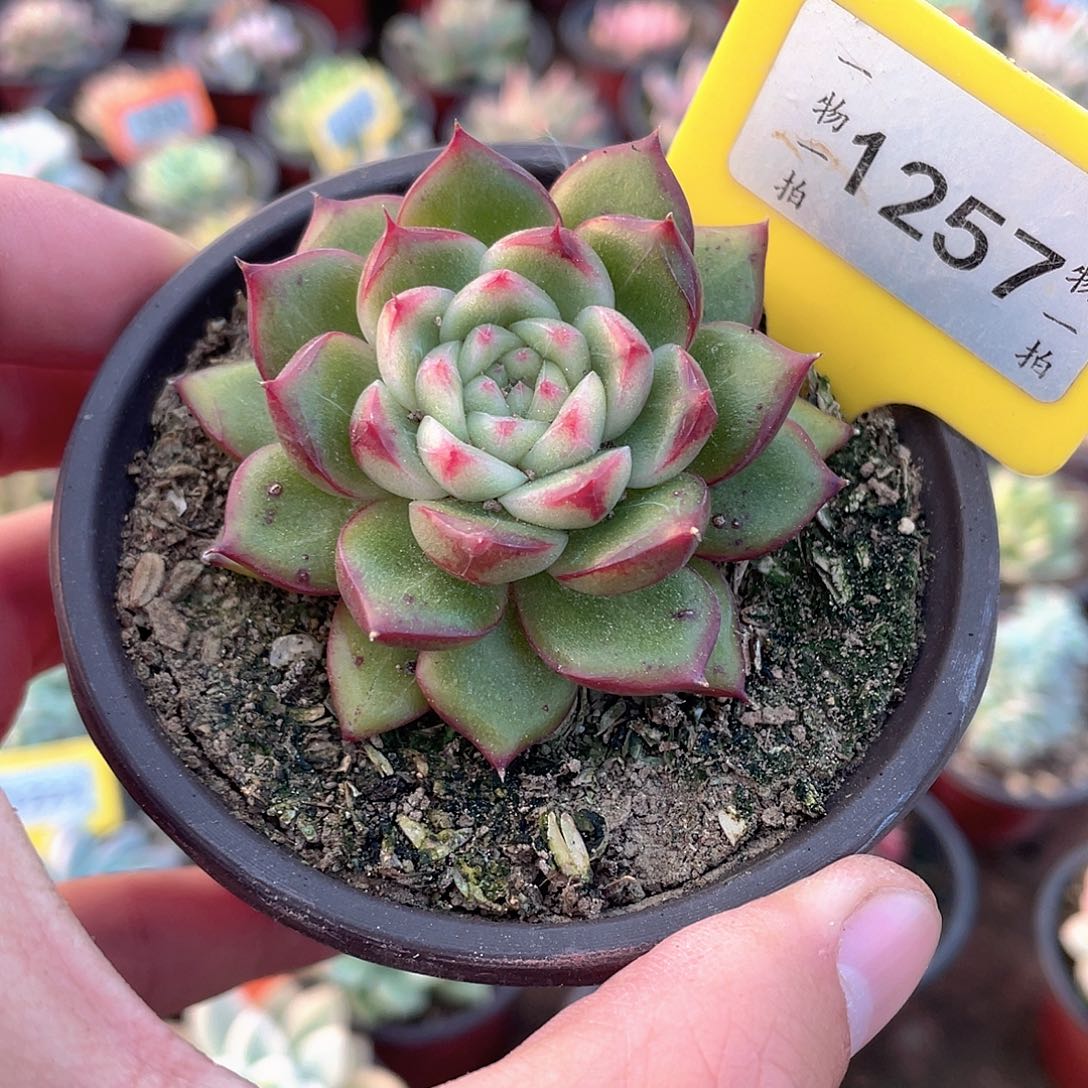 糖果珍尼1257号多肉