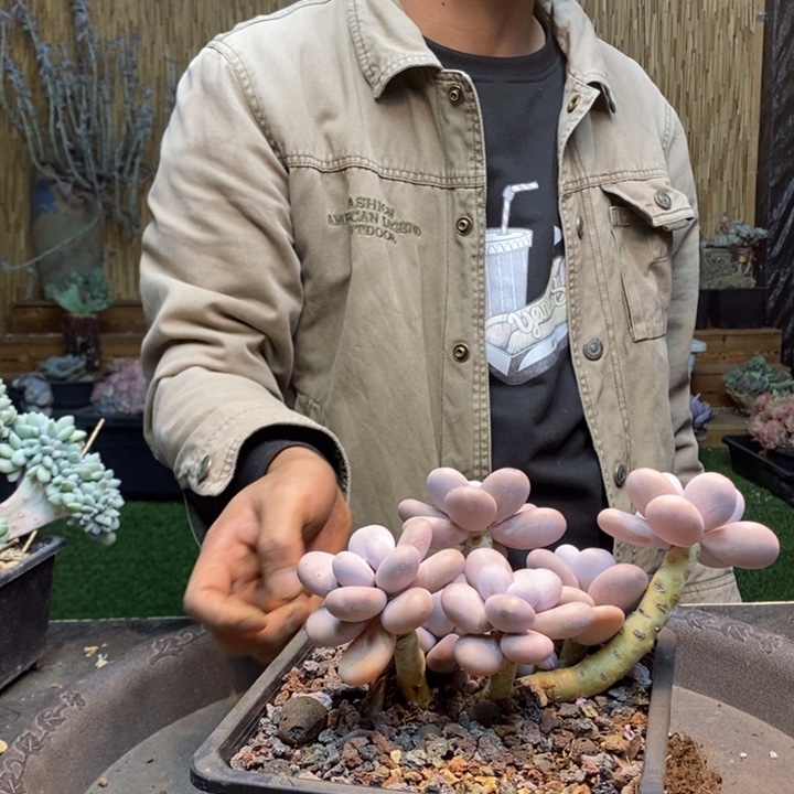 刘***a258号大叶奶多肉植物