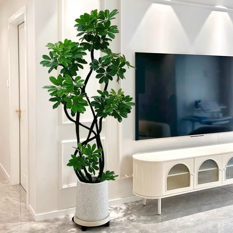 6头鸭脚木室内大型绿植吸收甲醛净化空气美观大型绿植四季常青