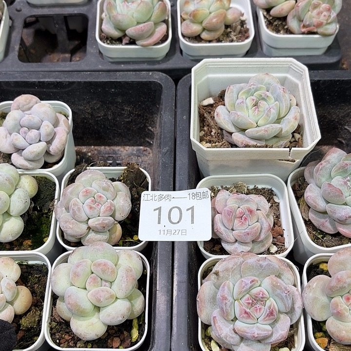 林***L101 号到手1框江北多肉