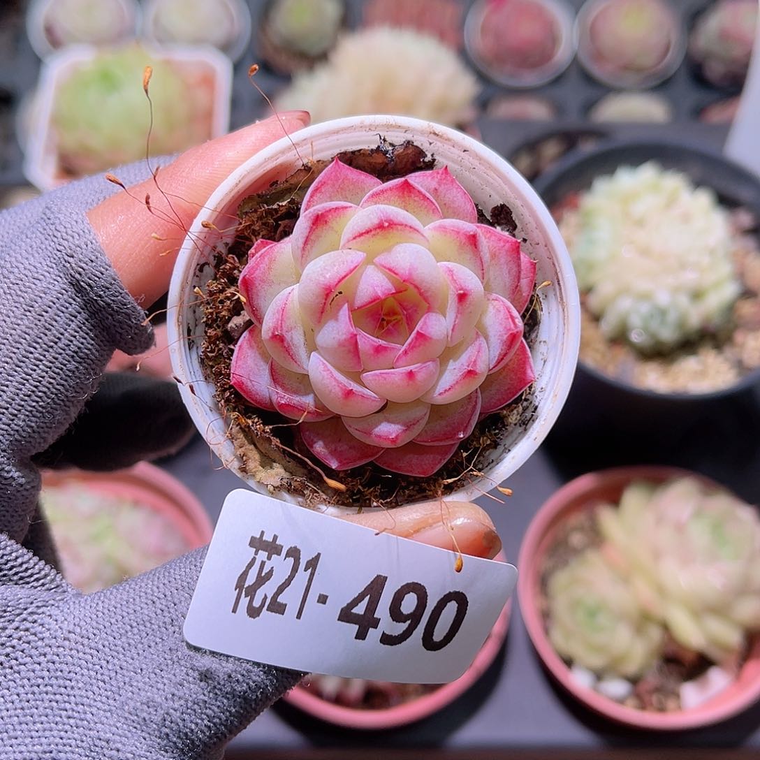 花21-490女王单头