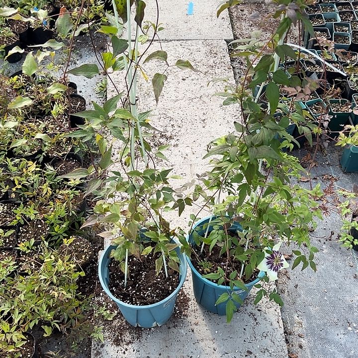 完全开放乌托邦➕新幻紫大苗