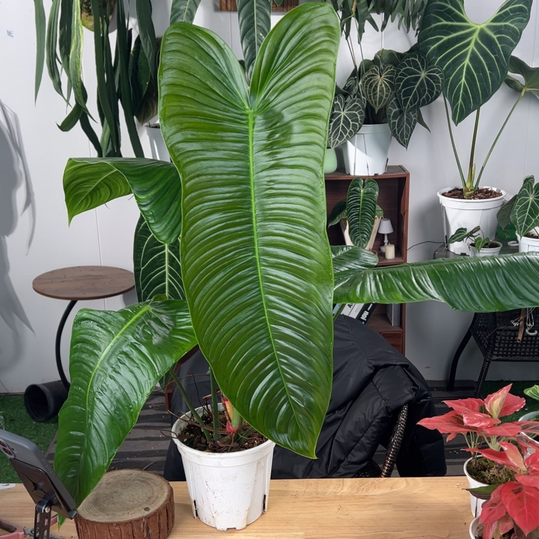 完全开放超大原种莎伦叶长63