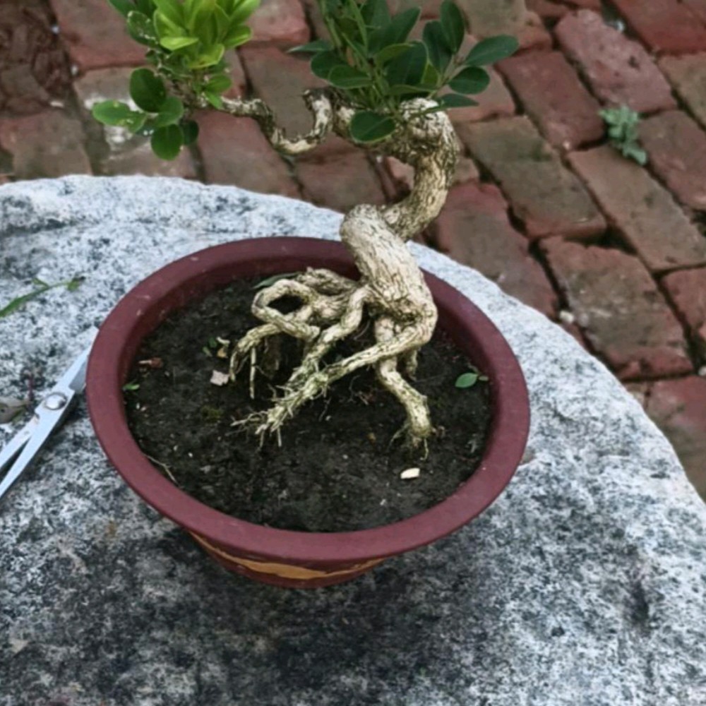 白皮瓜子黄杨四季长青不落叶