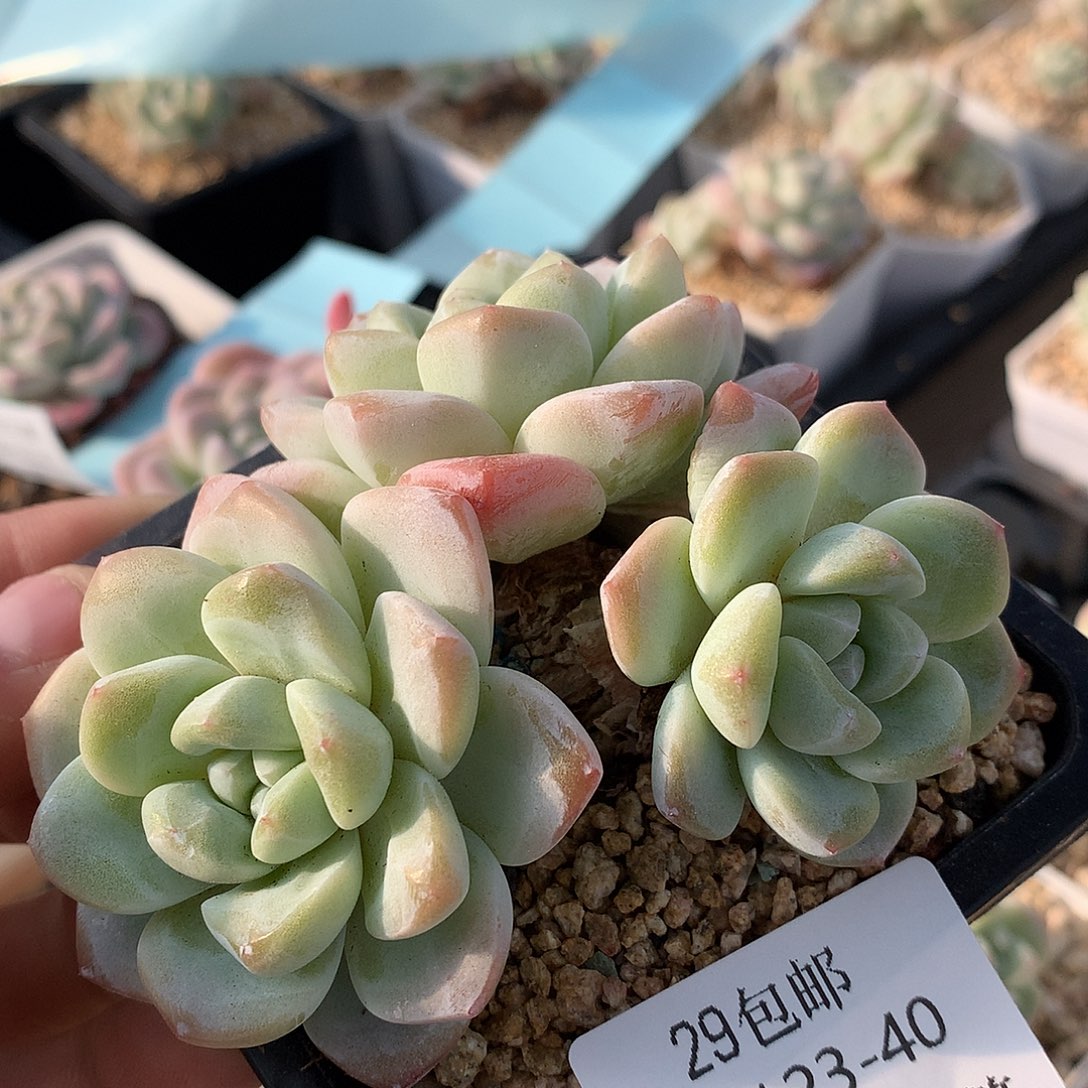 0123-40 老桩冰玉