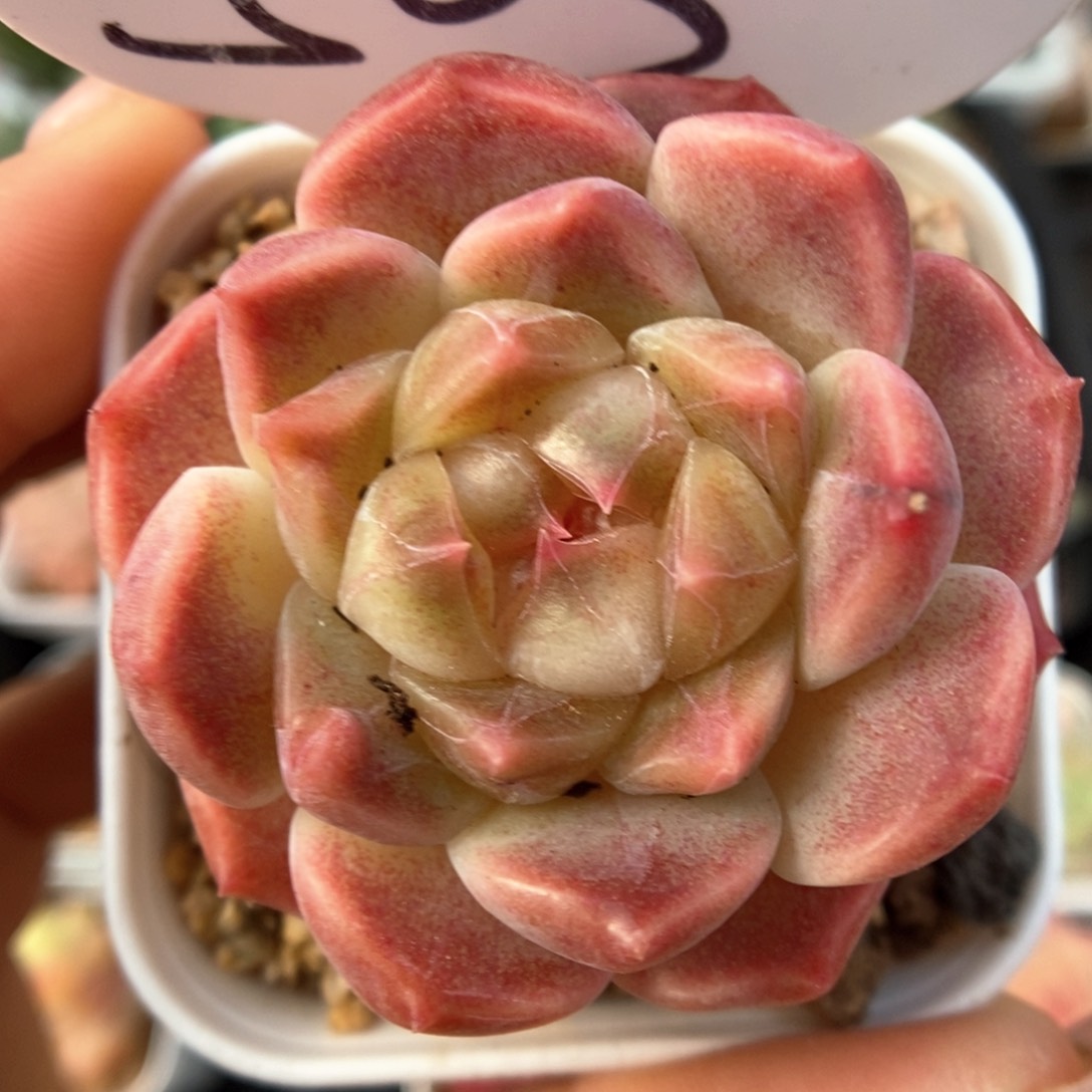 糖心冰魄可拍503号。  