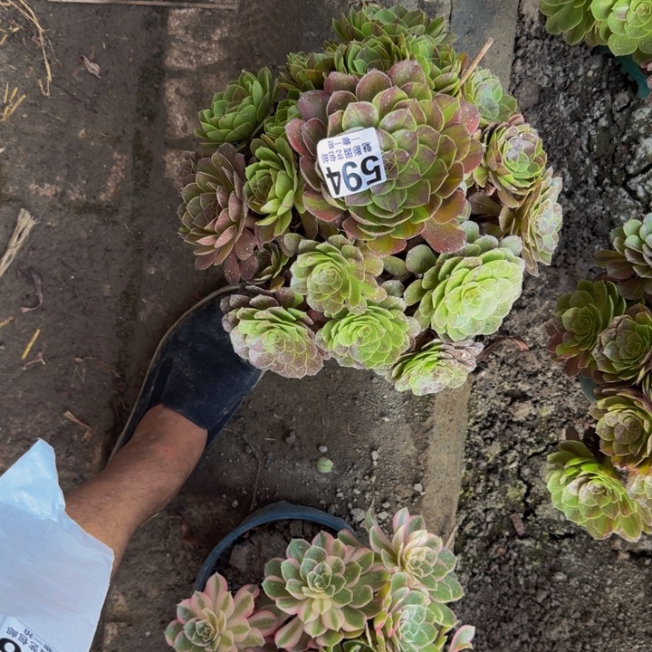 花月夜花25-21包邮花花