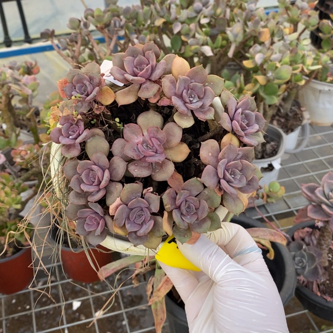 798红玫瑰手捧一物一拍