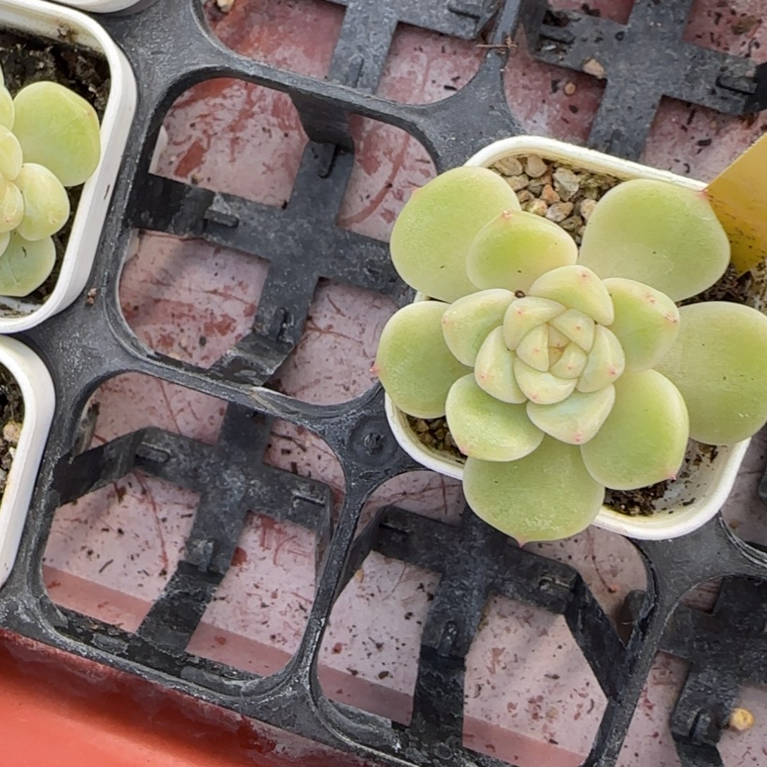 小***子Pc3 单头新床一个满25包邮