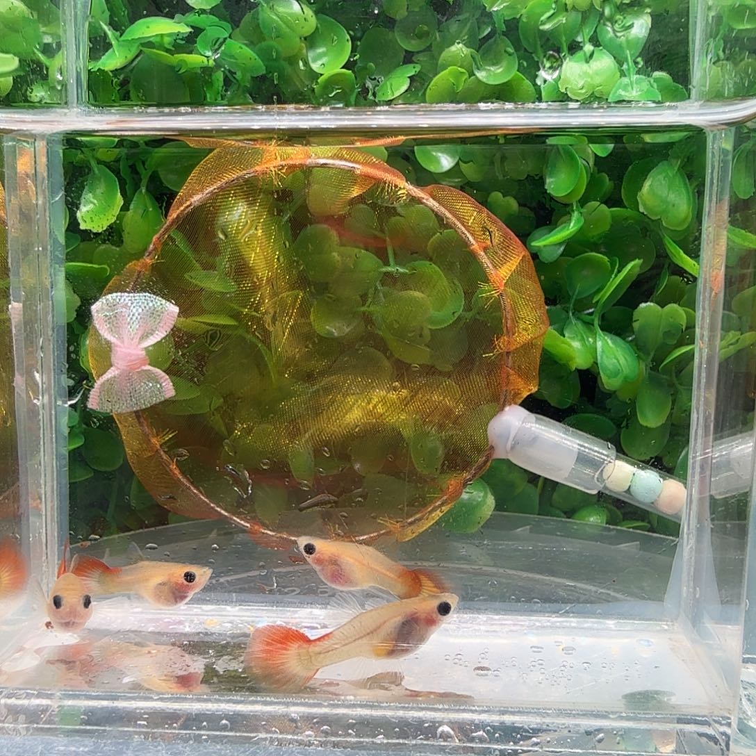 孔雀鱼樱花琉璃3母1公