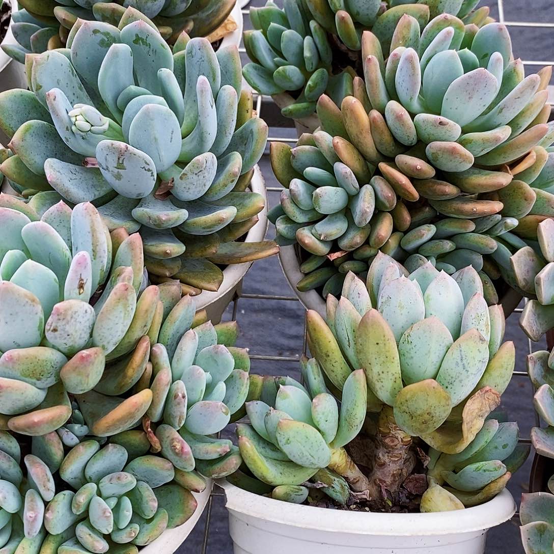 灰姑娘大单头带仔老桩160杯