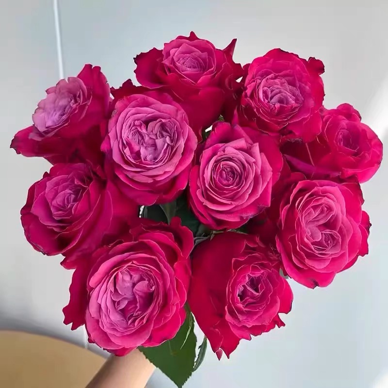 【超新品】苏珊 云南玫瑰花苗大花浓香四季开花卉绿植盆栽植物