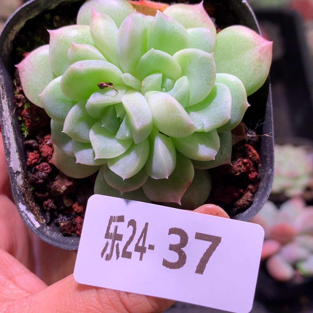 乐然24-37 新品双心 