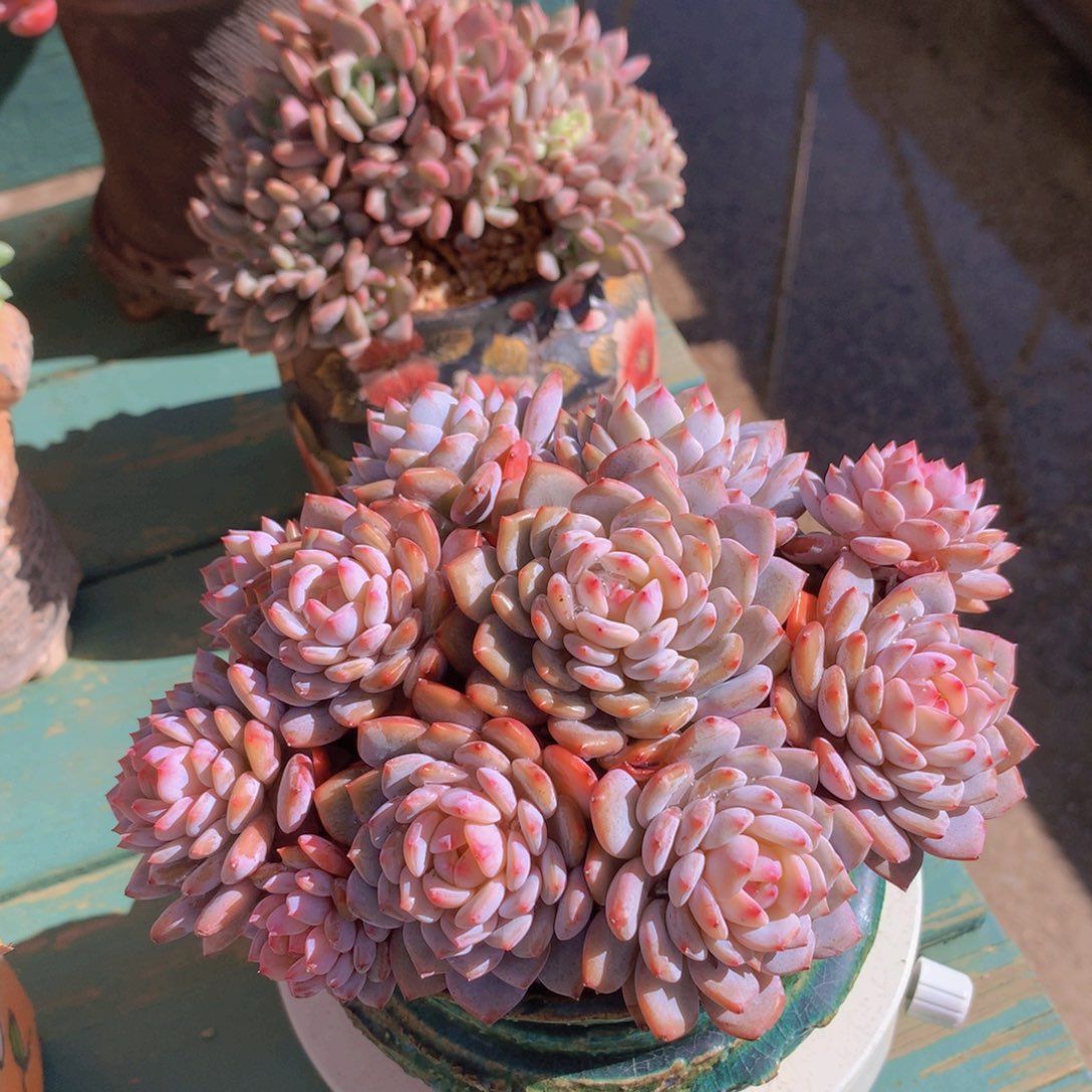 星星橙自然群无砍
