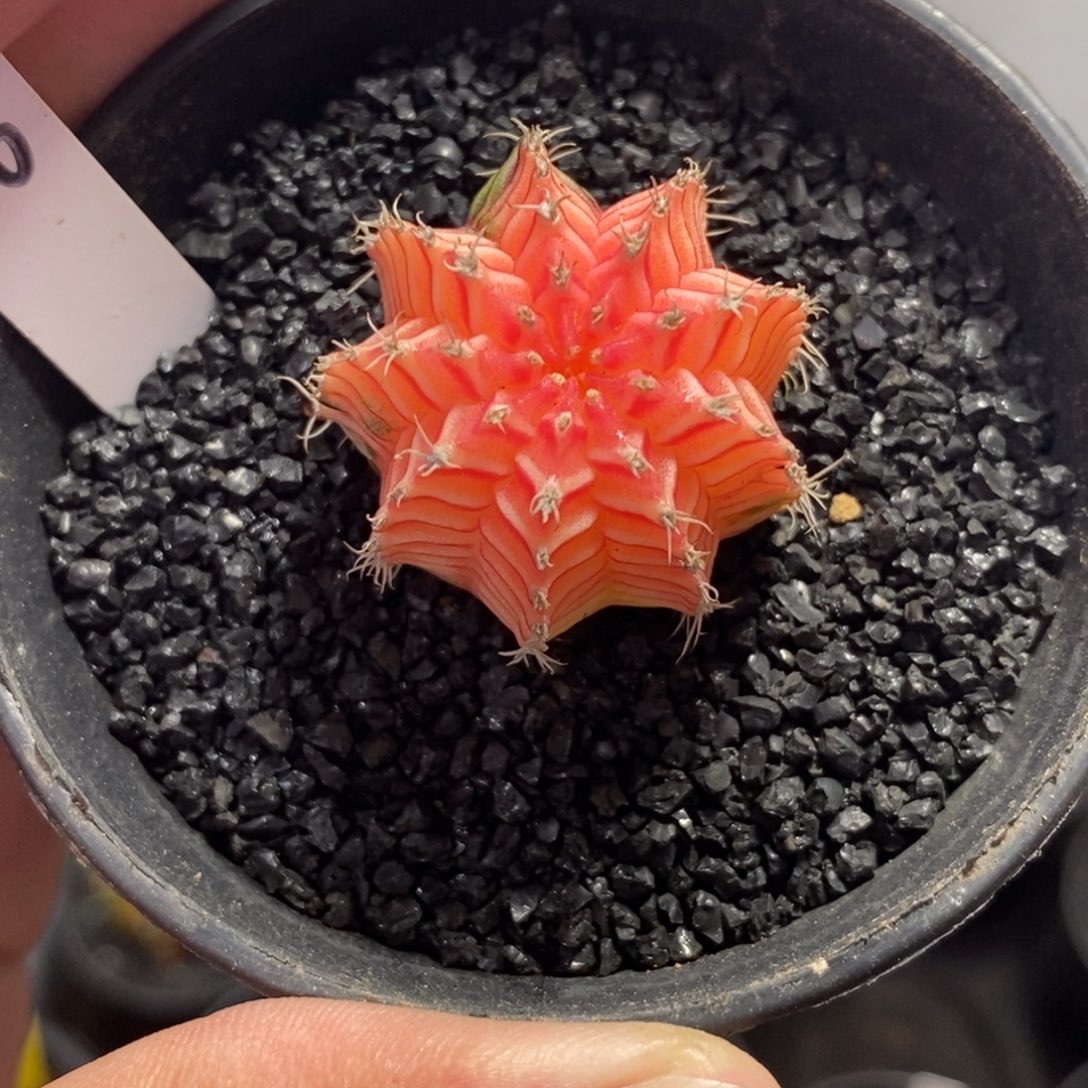精品米哈—脱土发货43