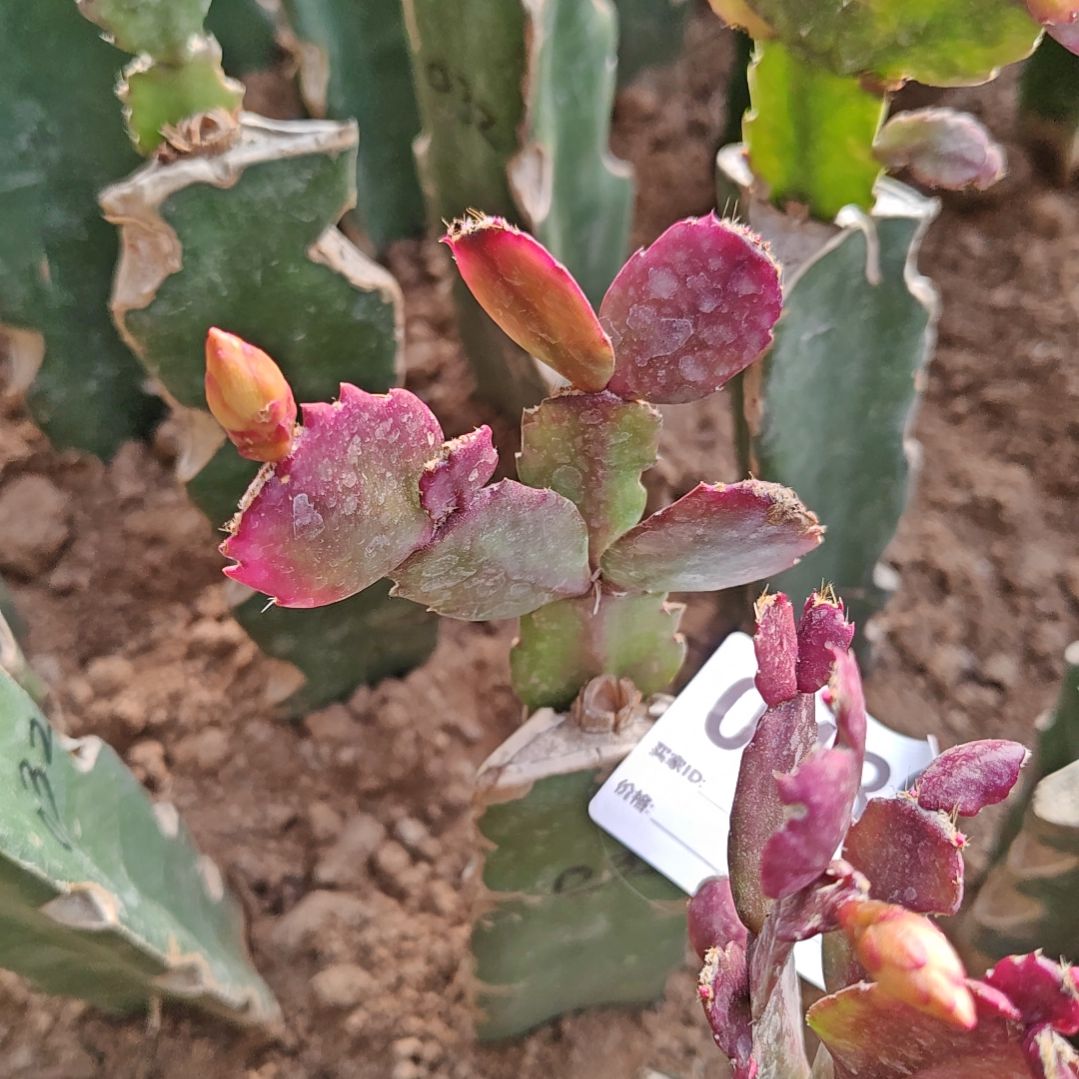 032紫重双色脱土脱盆易掉芽苞482