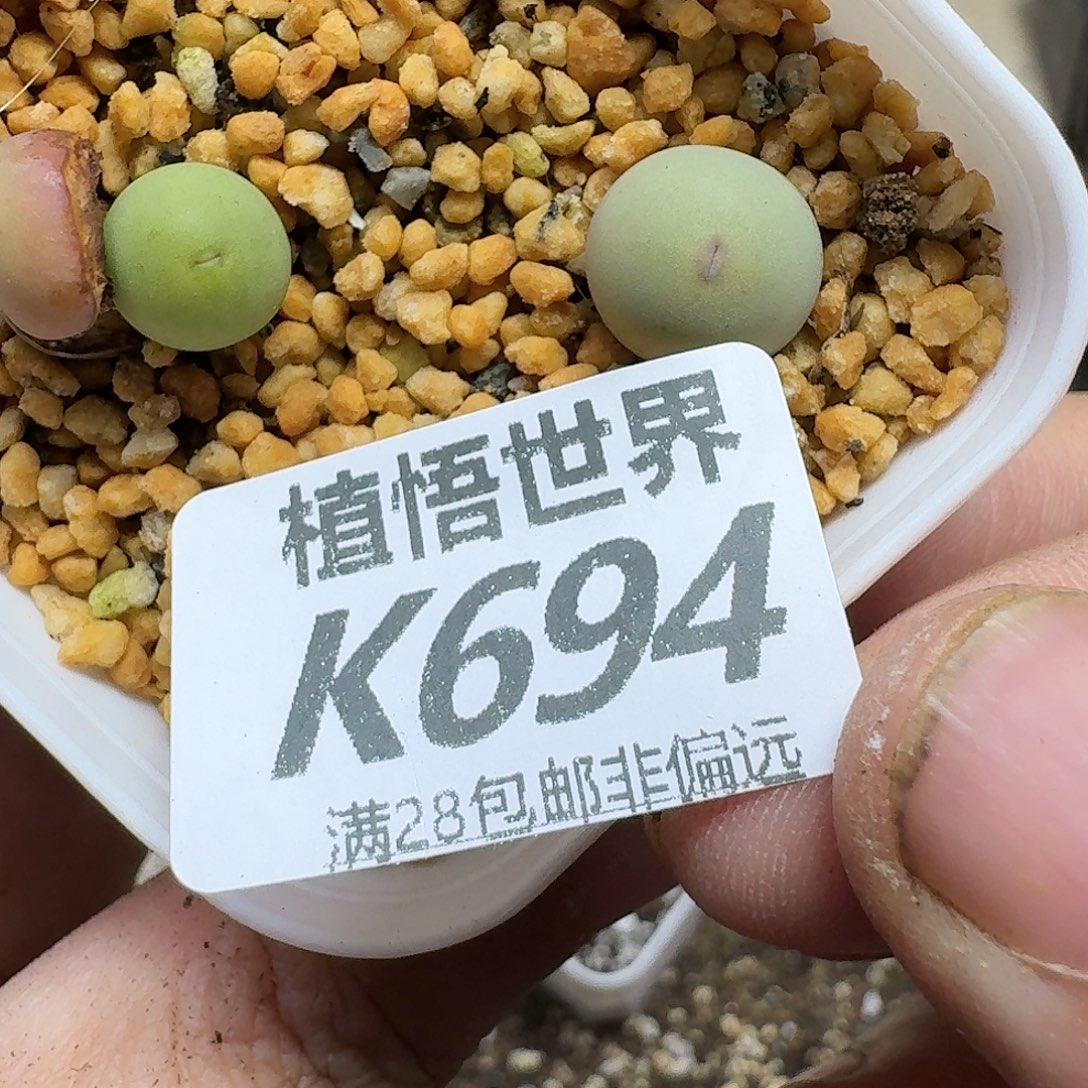 多肉植物的啊fhhhjjk