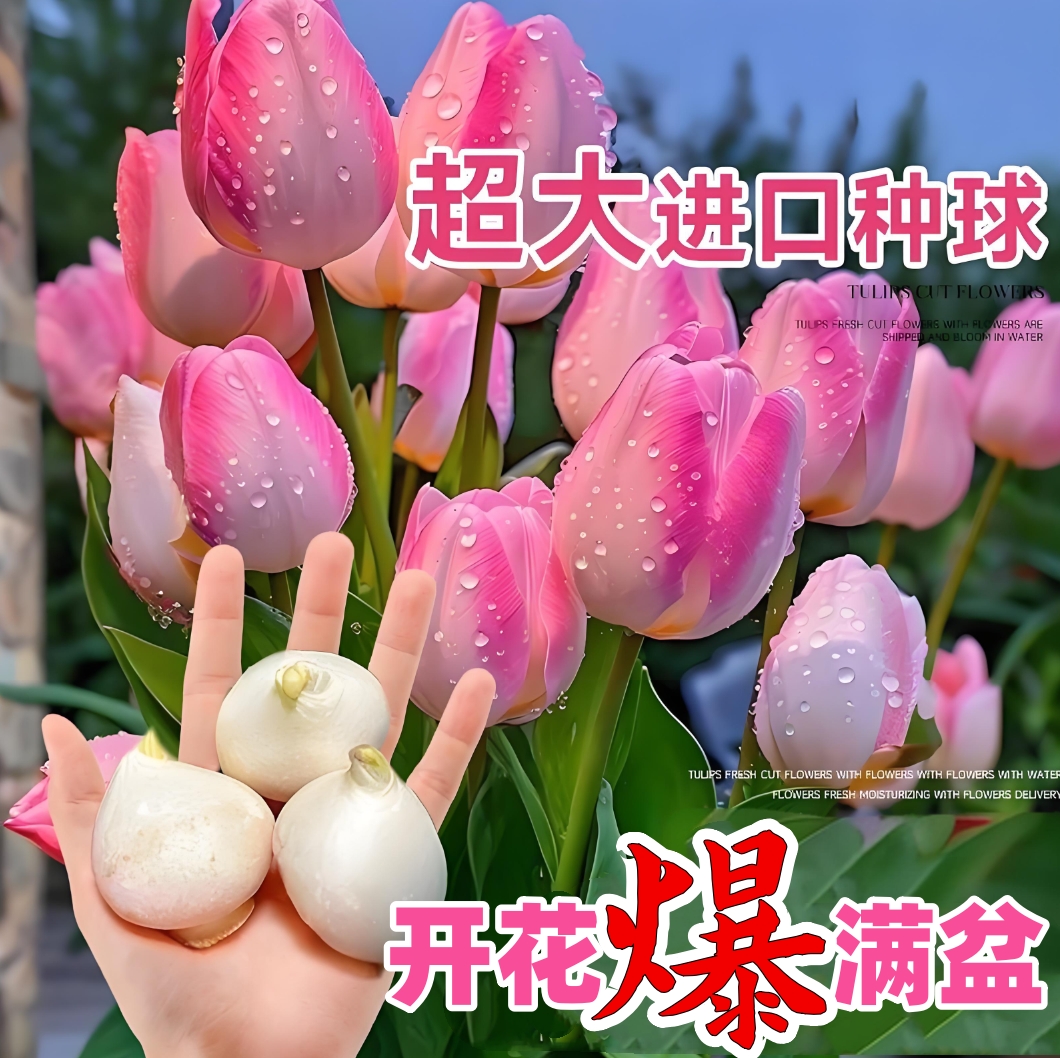 【混色郁金香种球】家庭阳台小院四季种植盆栽地栽易种易活