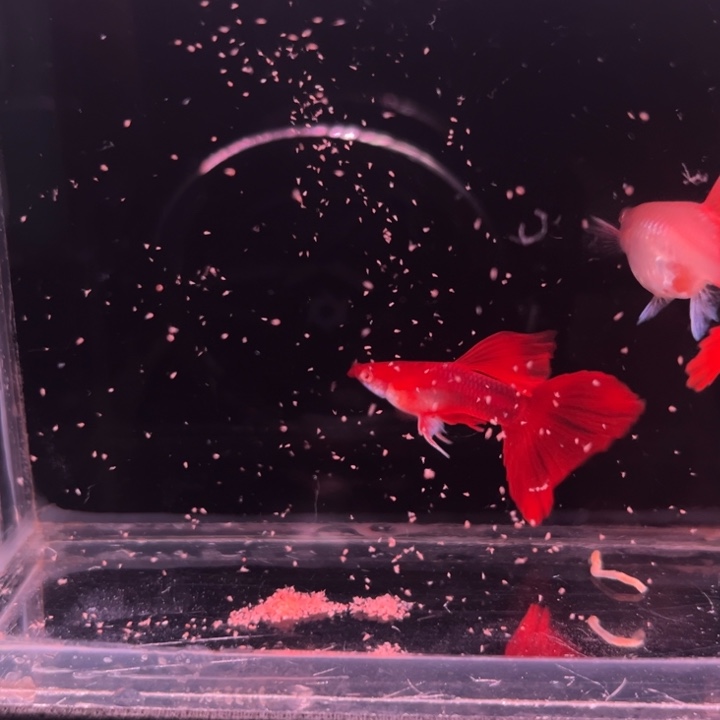 孔雀鱼红玫瑰血红1对