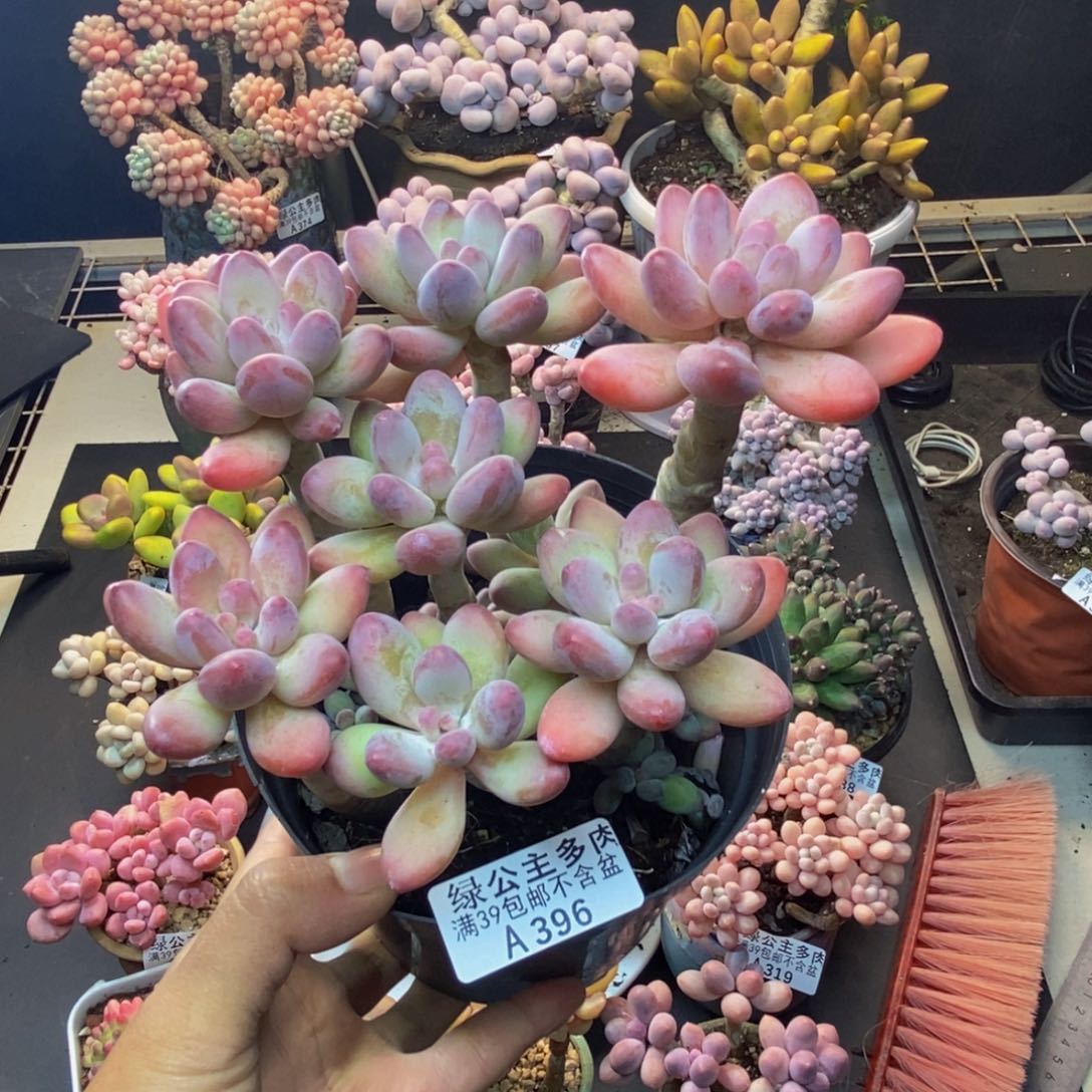 392苹果奶美人多肉11c m