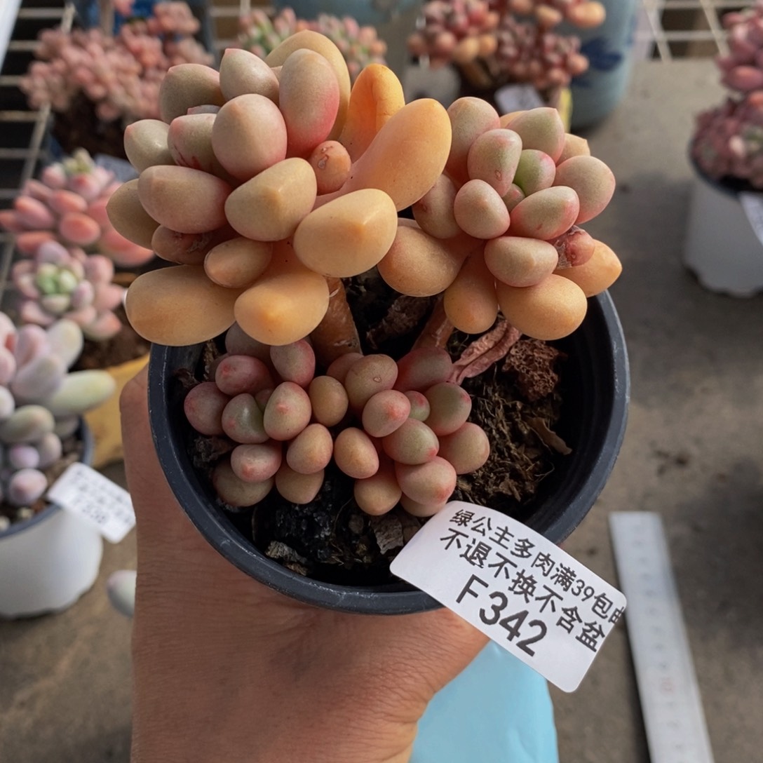 先锋派342/7cm多肉