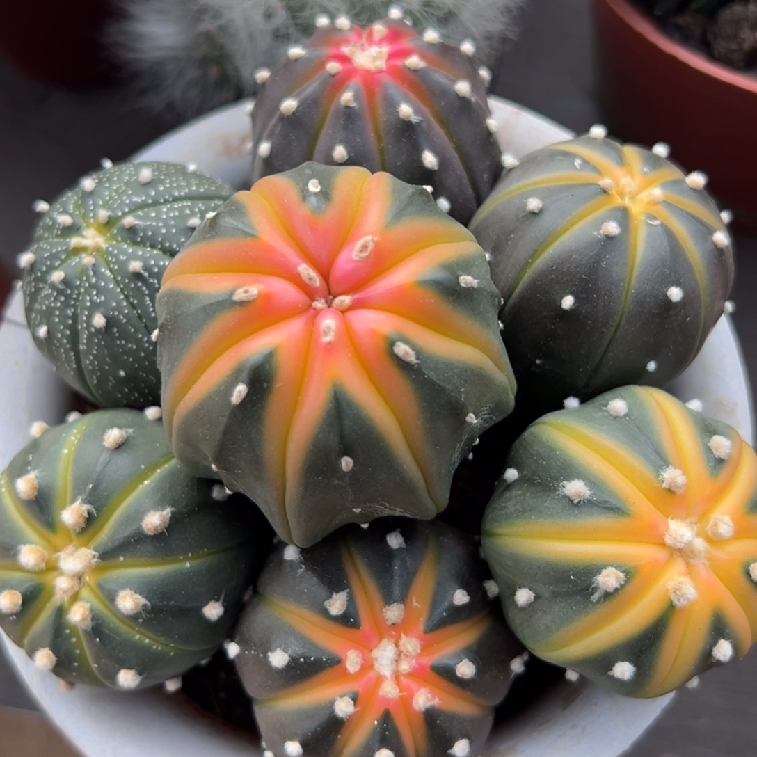 用***子零零落落 零零落落