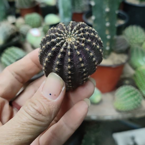 仙人球丽花娜米娜侧芽