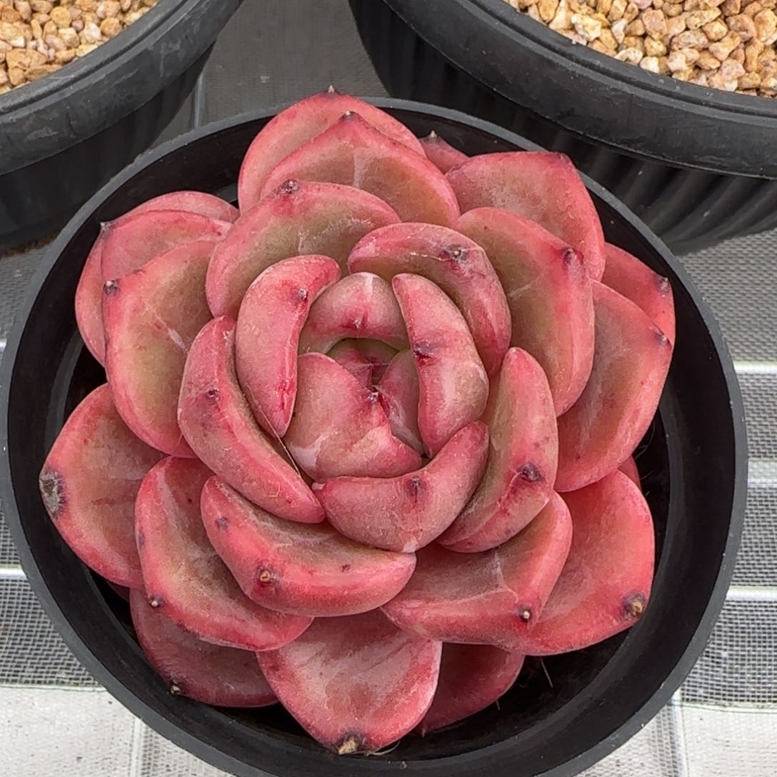 从前慢花园精选多肉Q橙