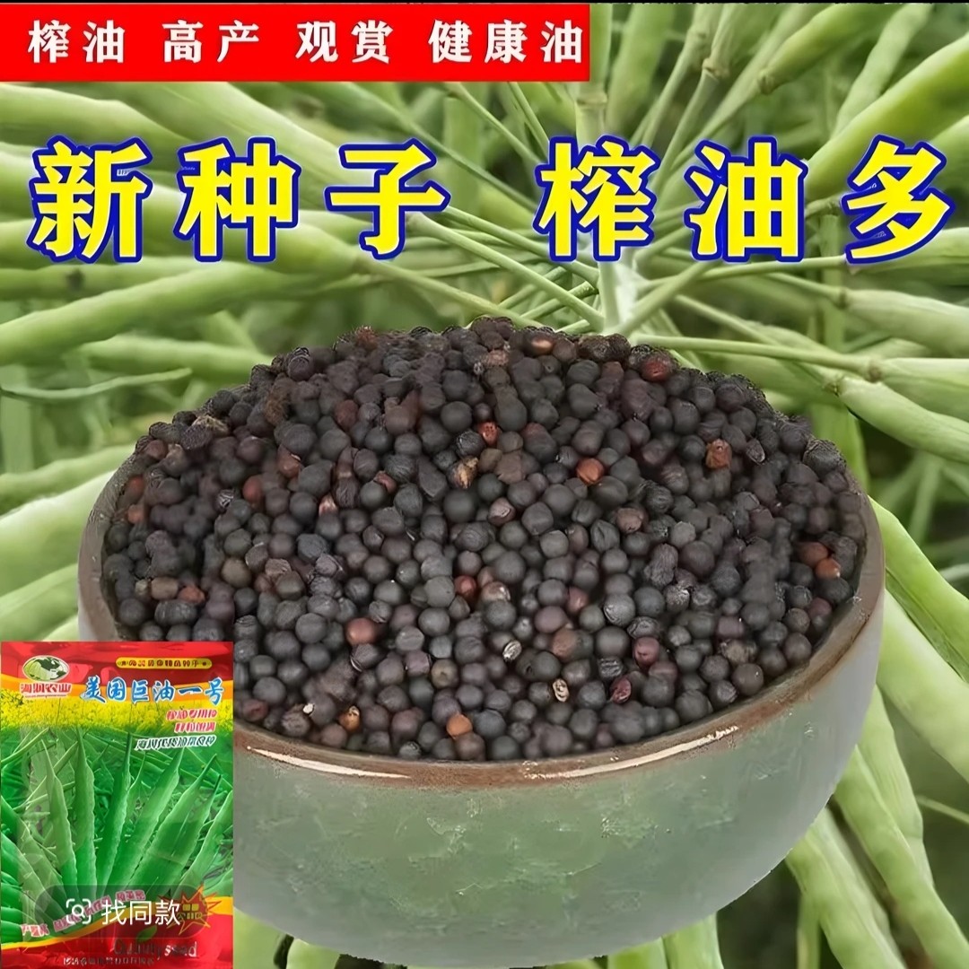 巨油一号油菜籽高产矮杆杂交黑油菜籽抗倒病中熟优质耐寒油菜种子