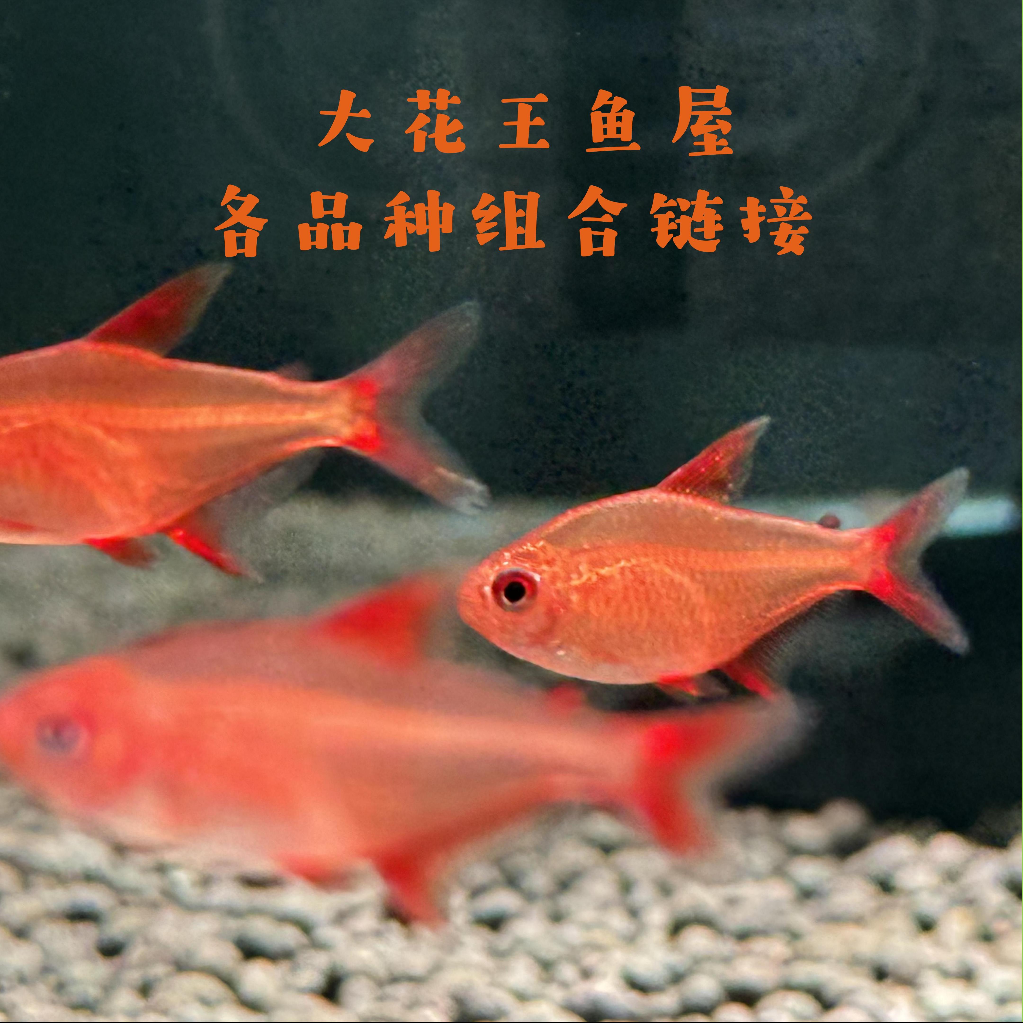 大花王鱼屋集合链接-满58全国包邮