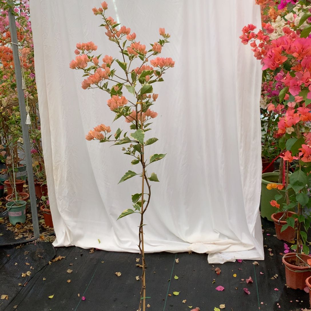 【闪购商品】完全开放马斯