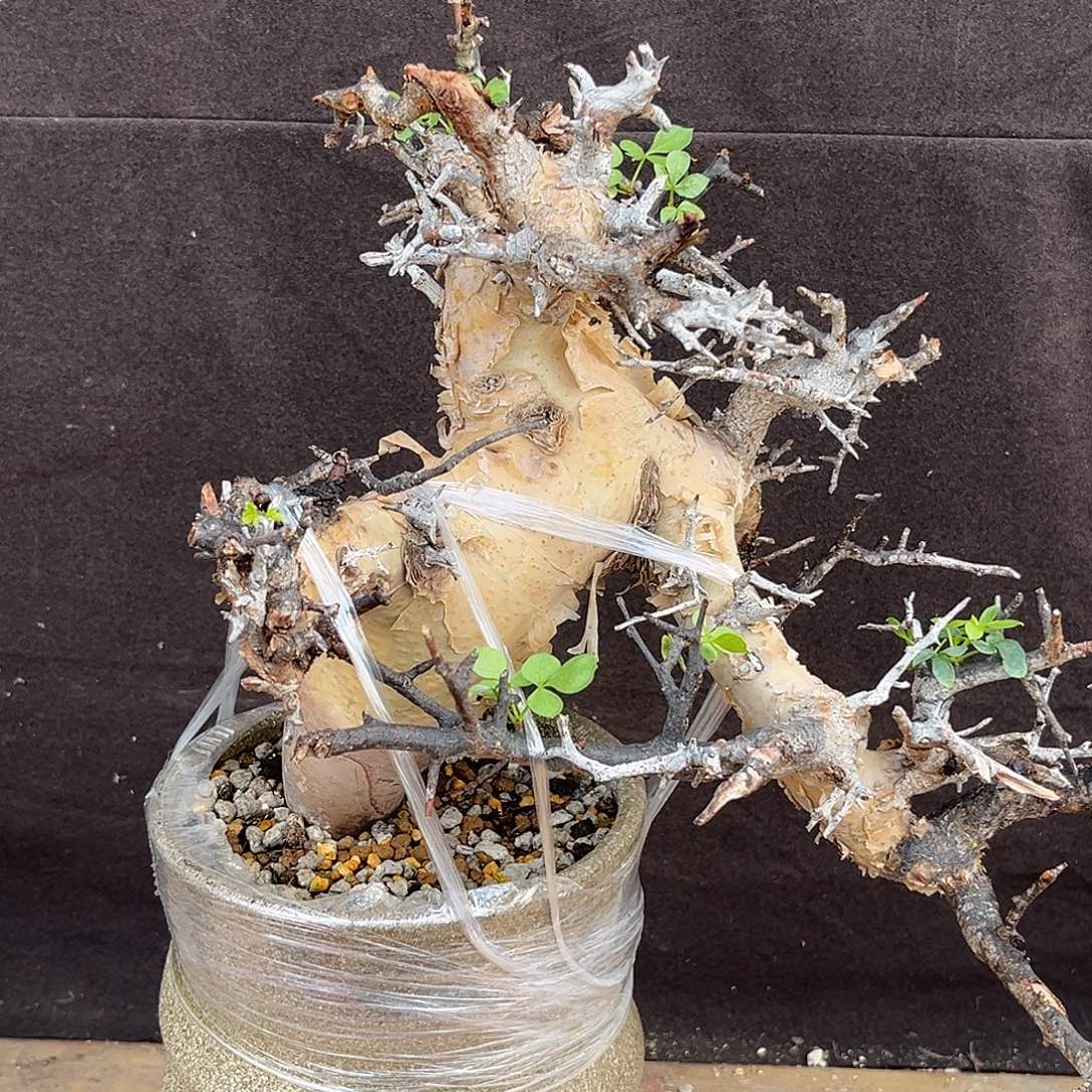 汤圆植物卡塔夫橄榄