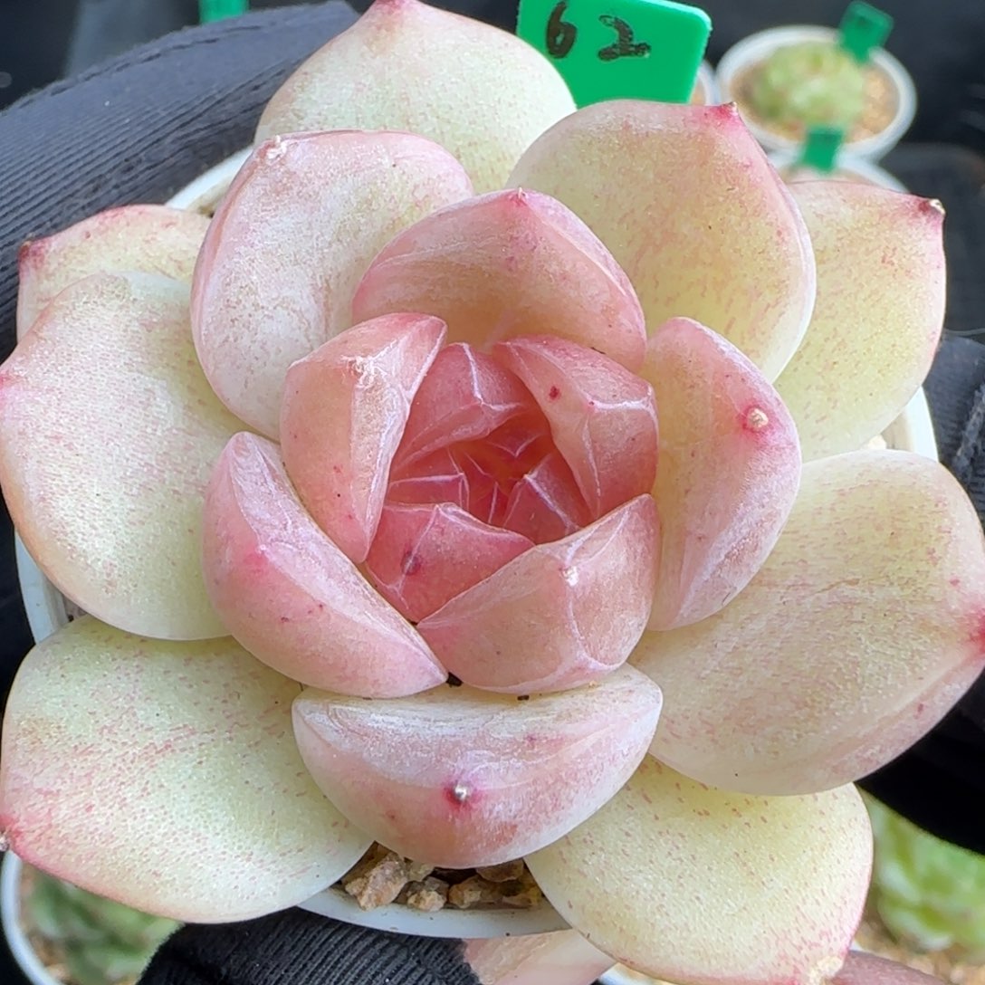 多肉 62   珍妮糖心   5厘米盆  h