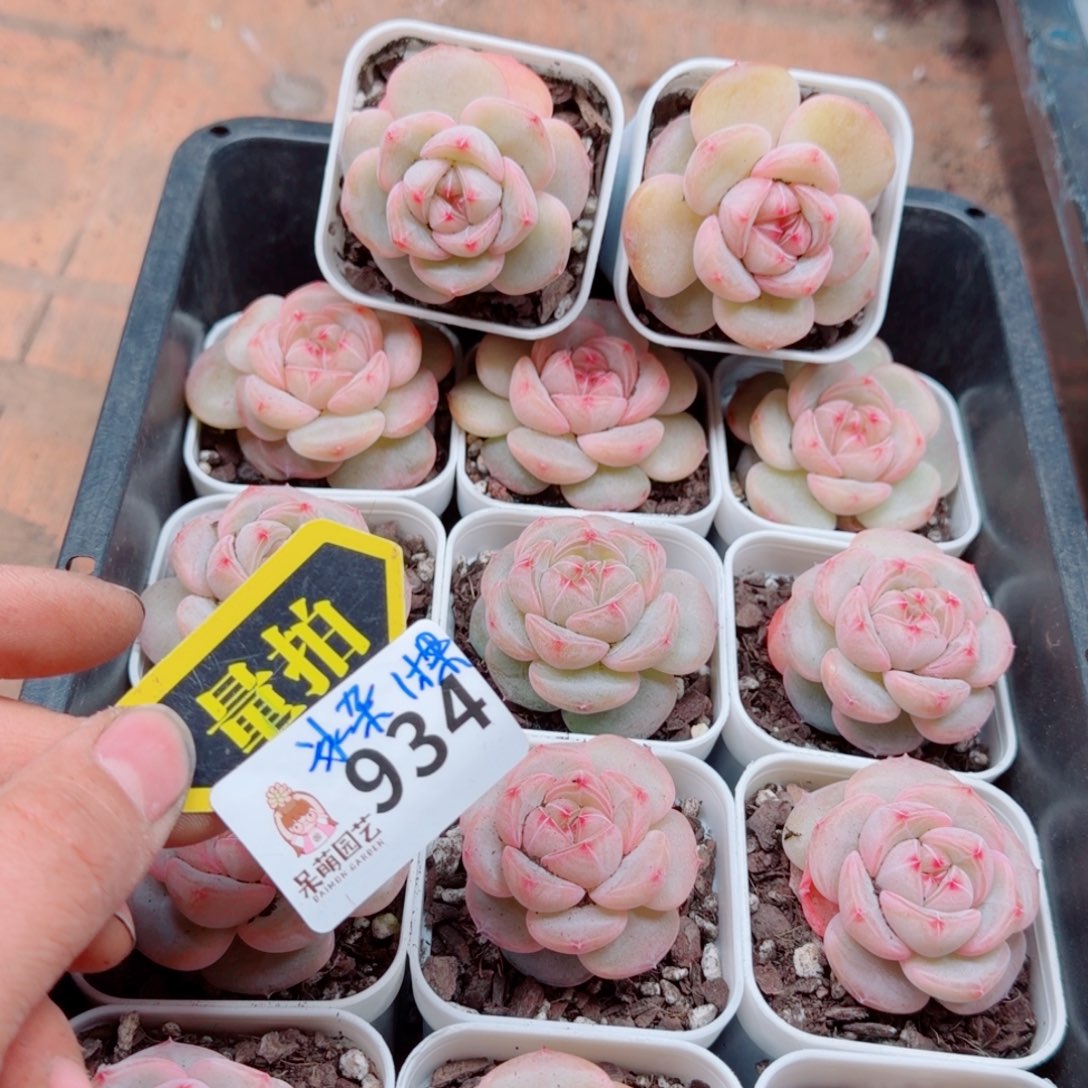 多肉植物多肉植物