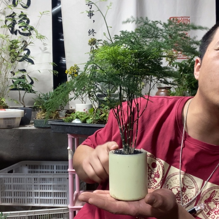 以实际为准盆景绿植绿植7