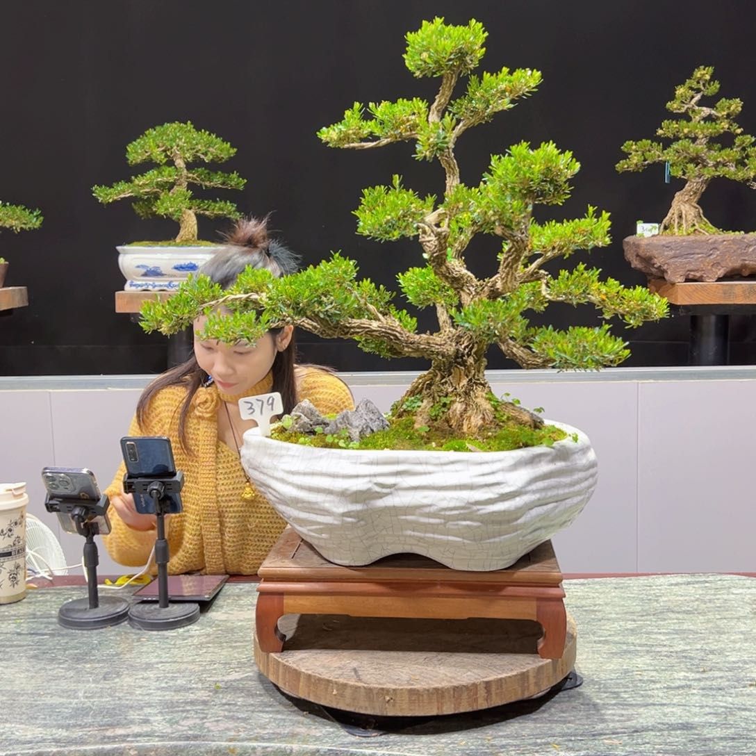 黄杨盆景老桩四季长青