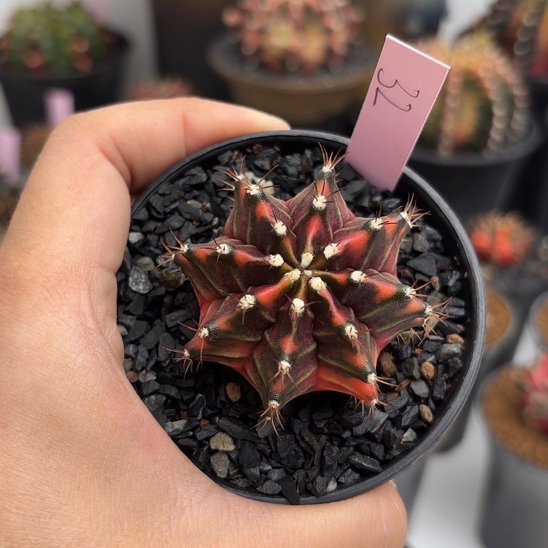 花*泰国米哈32-0217