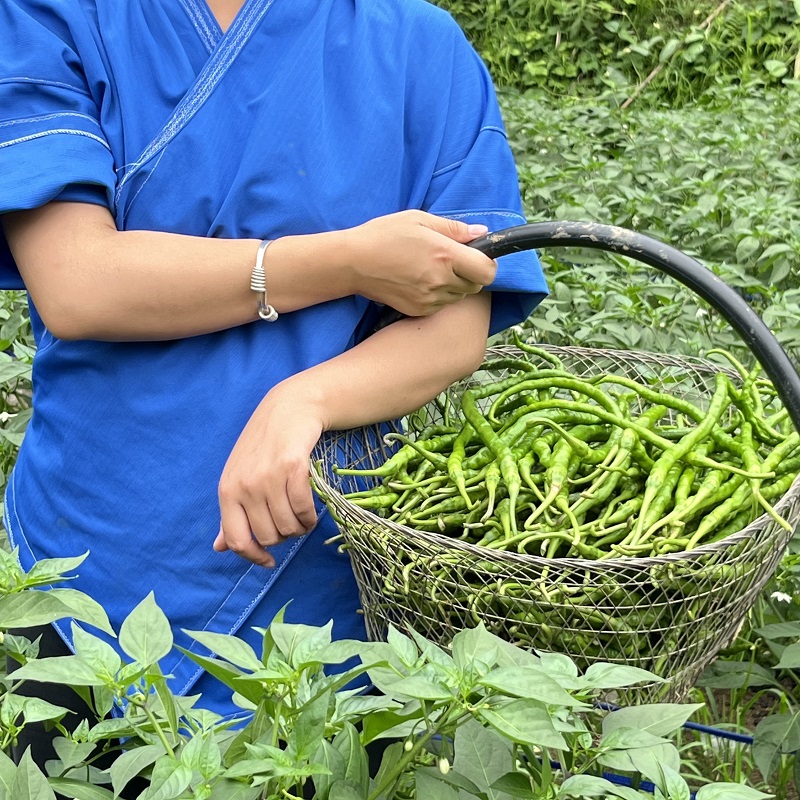 贵州特产线椒农家自种新鲜辣椒青辣椒线椒中辣现摘现发