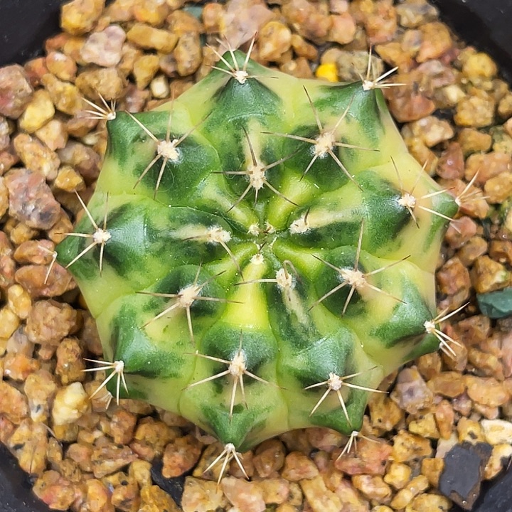 月亮系列 一物一拍