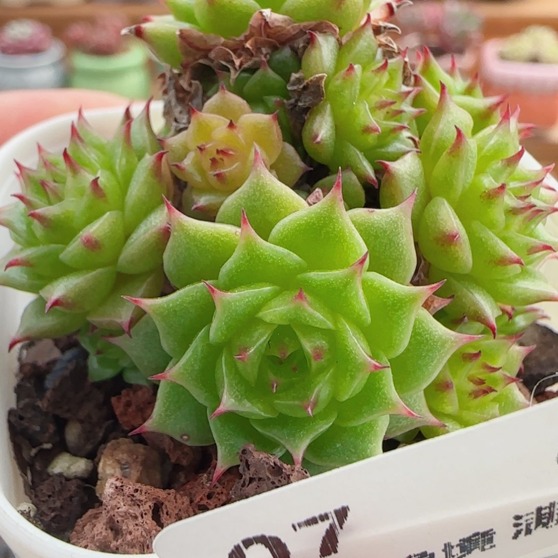 花语逸镜0806-07不包整