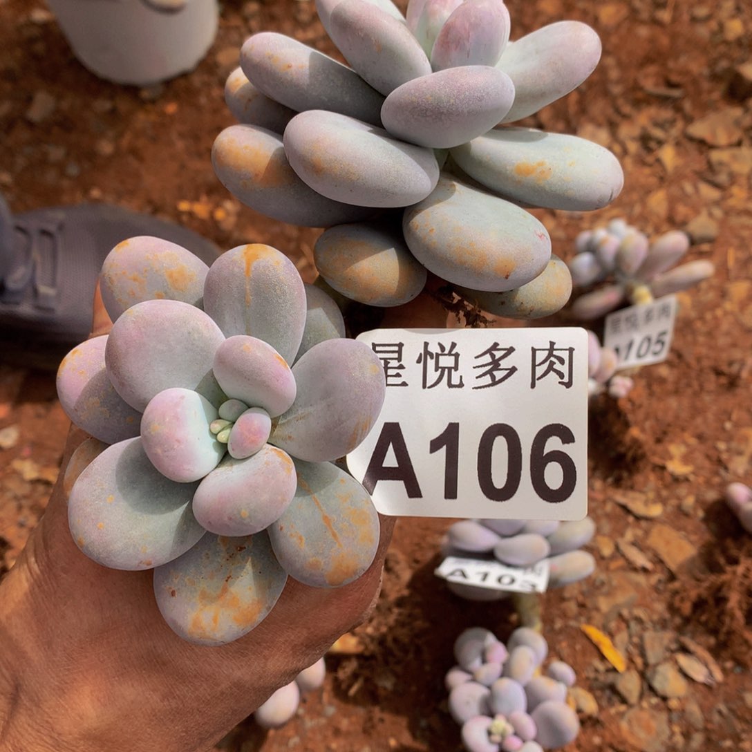 星悦多肉    A106