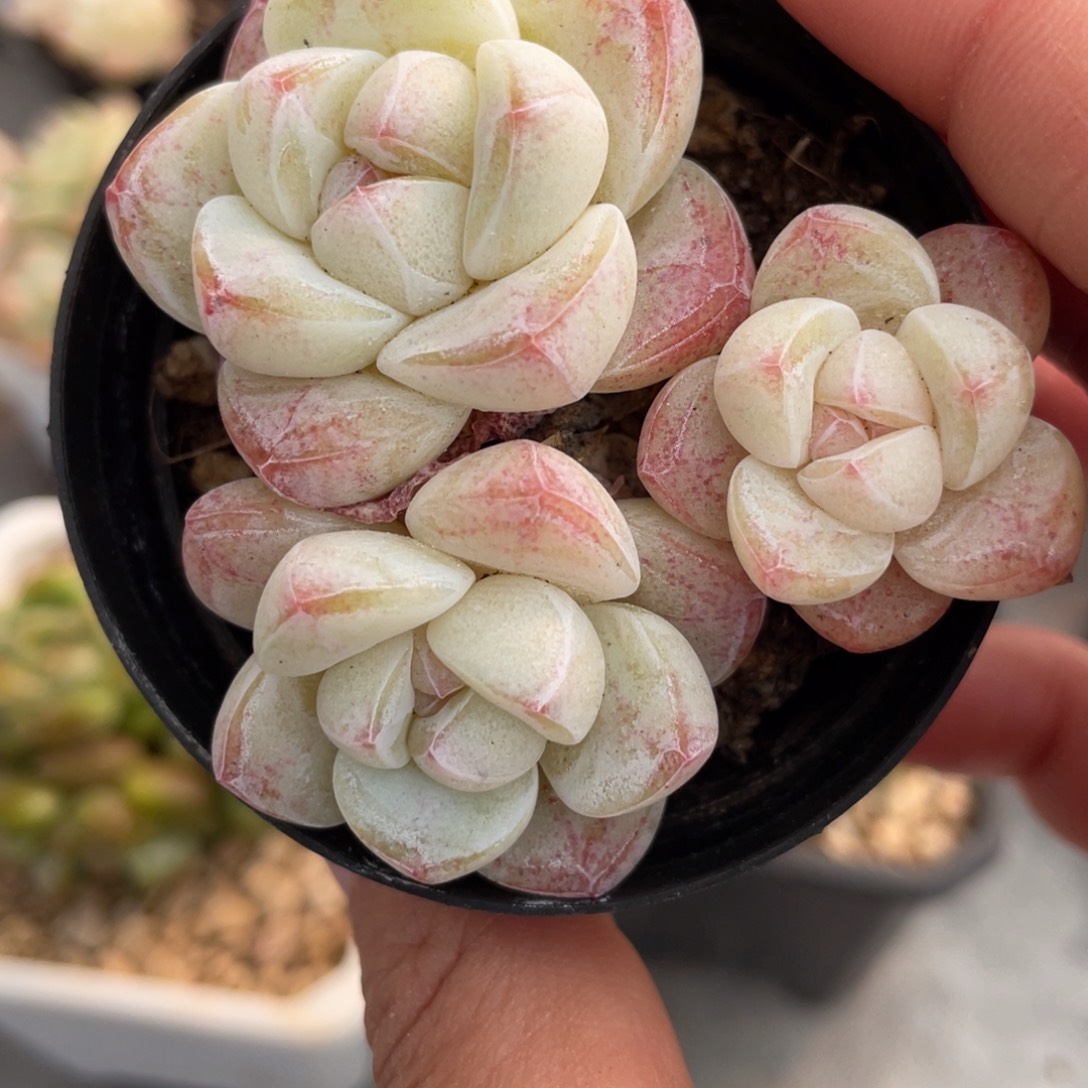 糖心冰玉三头可选