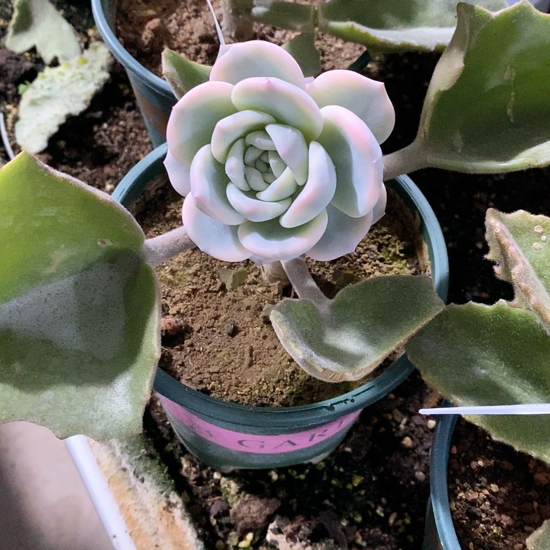 ?***妈星影锦多肉植物老桩