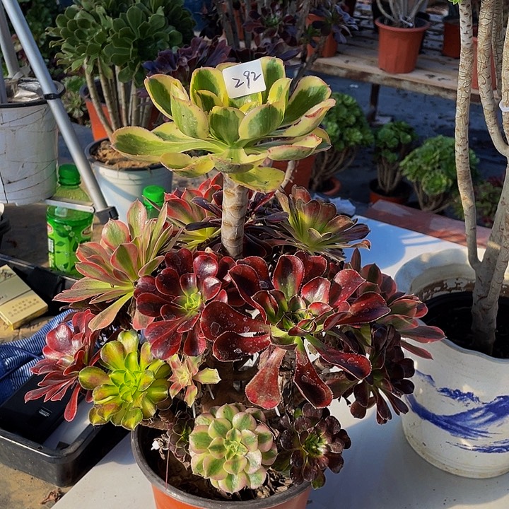 法***毒架接法师一个292号