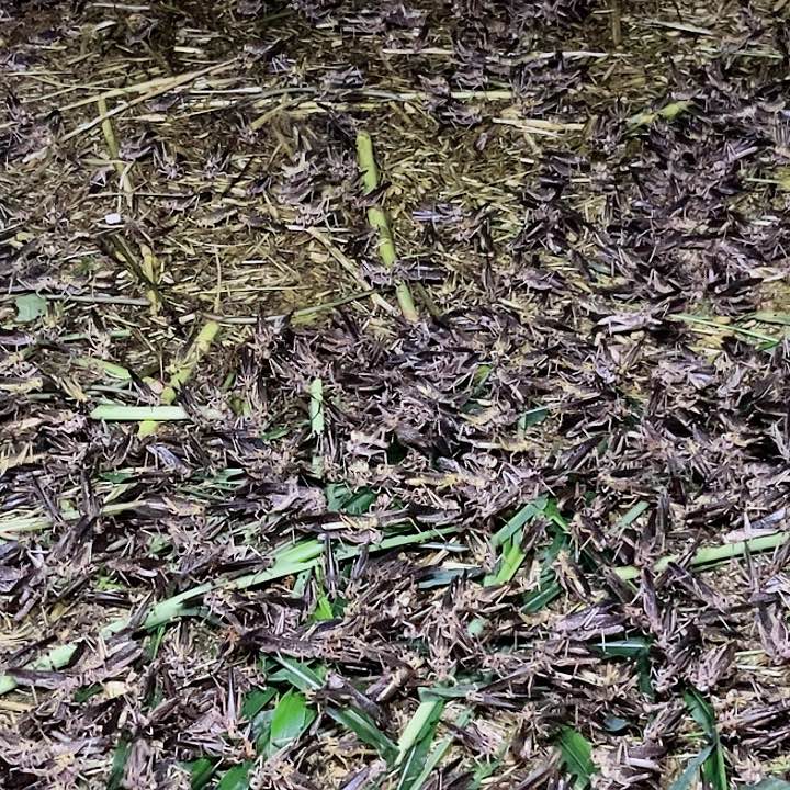 1食用农产品安徽省